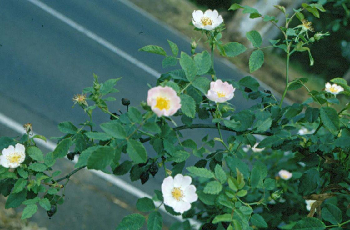sweet_briar_2_-_sweet_briar_2.jpg