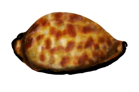 Black Cowrie