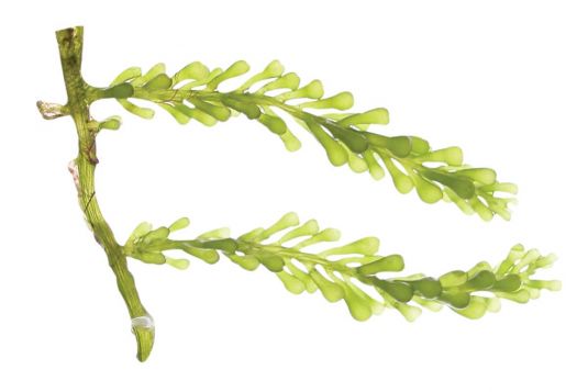 Caulerpa cylindracea