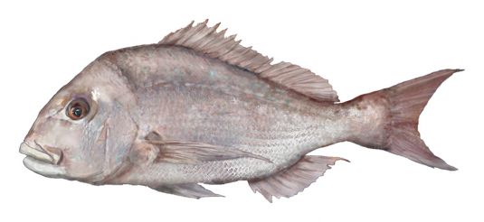 Snapper