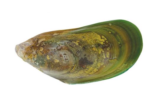 New Zealand Green Mussel