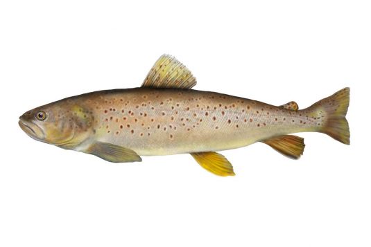 Brown Trout