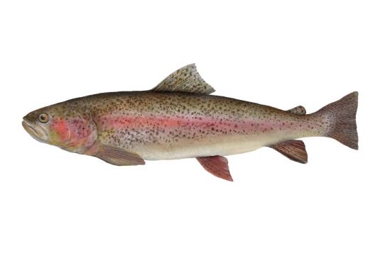 Rainbow Trout