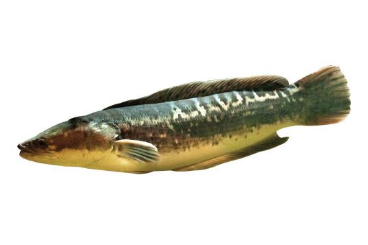 Snakehead
