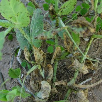 Blackspot disease (Ascochyta blight) in field pea crops