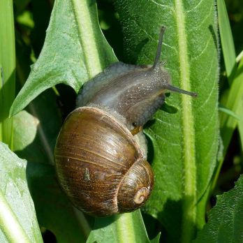 Green snail – photo: Anna N Chapman, CC0 via Wikimedia Commons