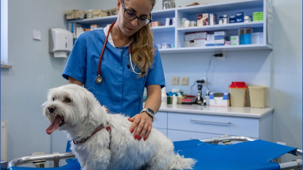 Vet examining dog