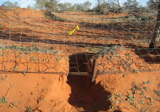 Large hole dug under wire fence
