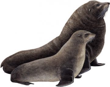 Australian Fur Seals