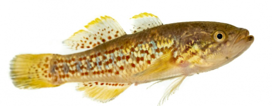 Ambassis, Mogurnda and Nannoperca genus