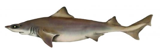Southern Dogfish