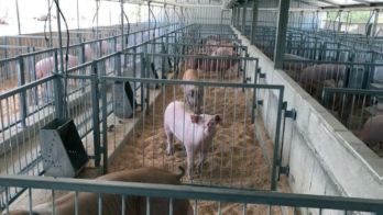 A partnership in through-chain biosecurity