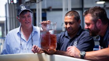 Seaweed: Moving from concept to thriving industry