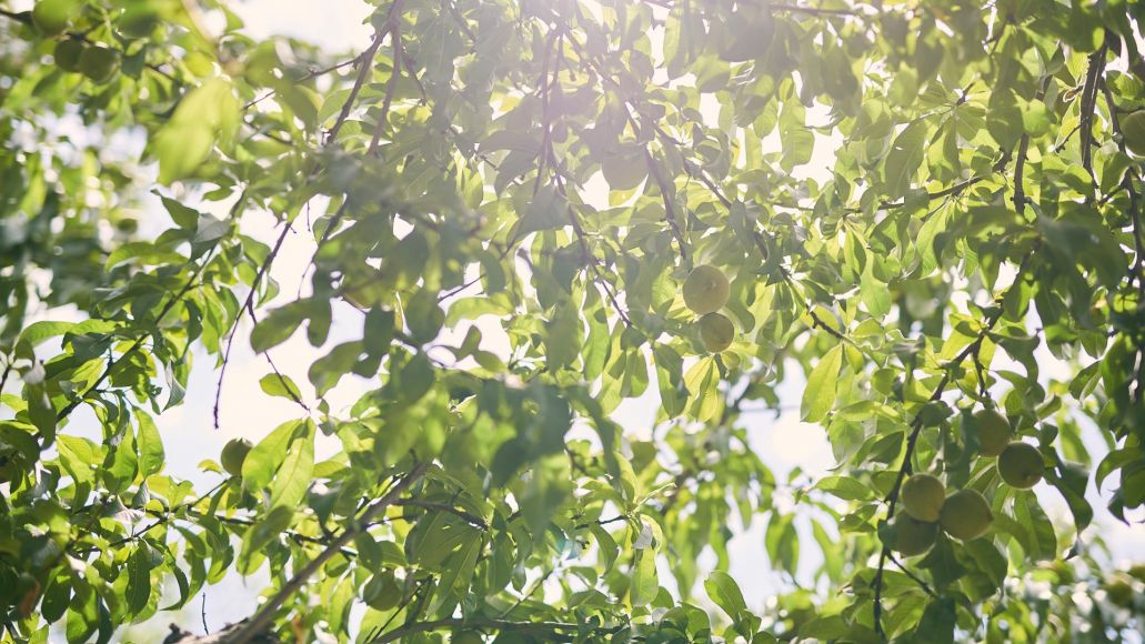 Sunlight and blue skies obscured by treetops