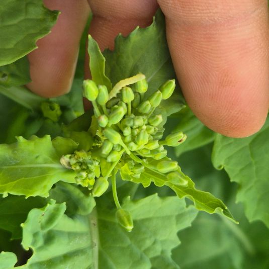 DBM larvae on canola pod