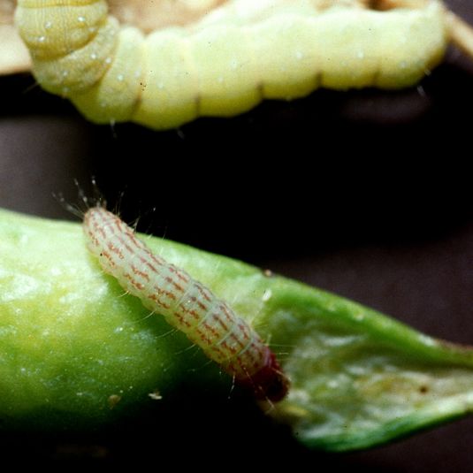 Etiella larva on damaged pods