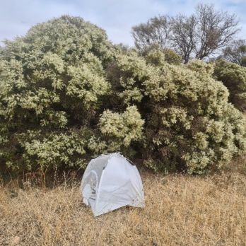 Fly releases on Yorke Peninsula near a flowering native shrub (photo by N. Fechner)
