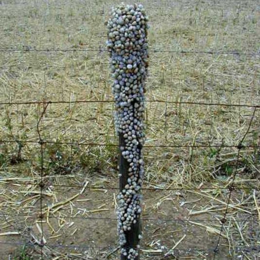 White snails on a fence post