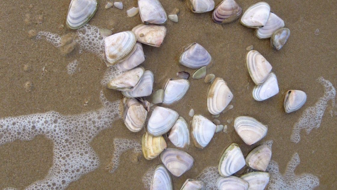 Reminder – recreational pipi harvesting open for bait only