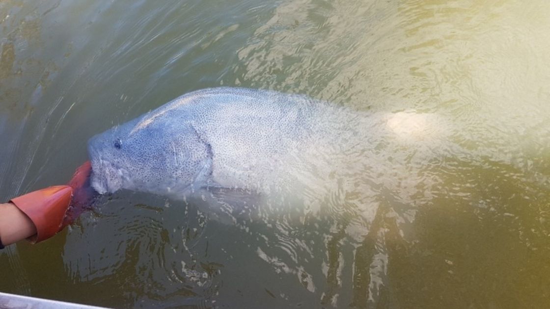 Movement and habitat use of Murray cod in the lower River Murray