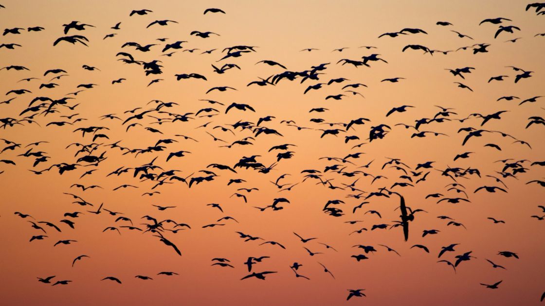 Strengthing South Australia's defence against H5 bird flu
