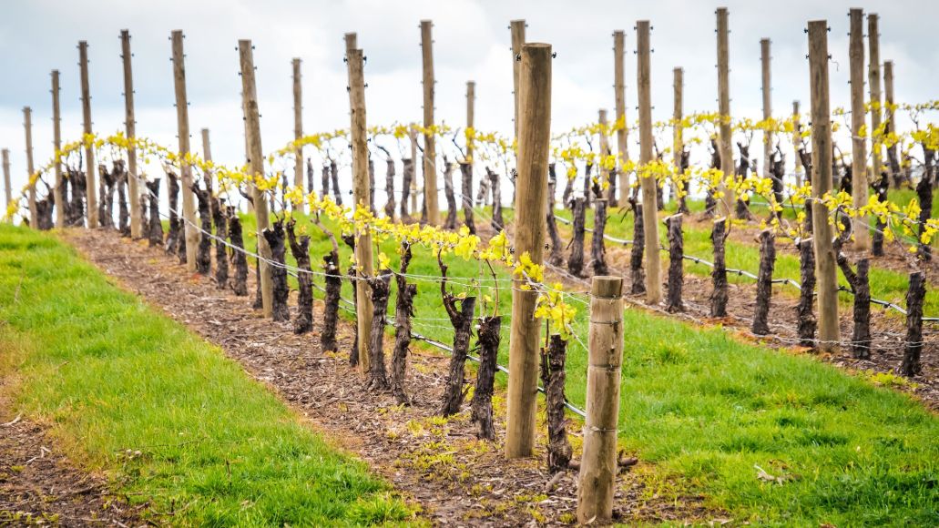 Rows of posts with grapevines sprouting between them.