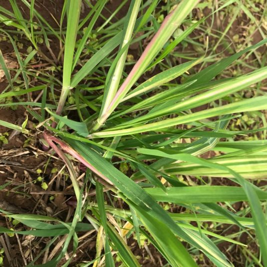 Wheat showing coloured red streaks on its leaves.