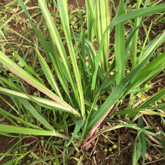 Wheat showing discoloured leaves.