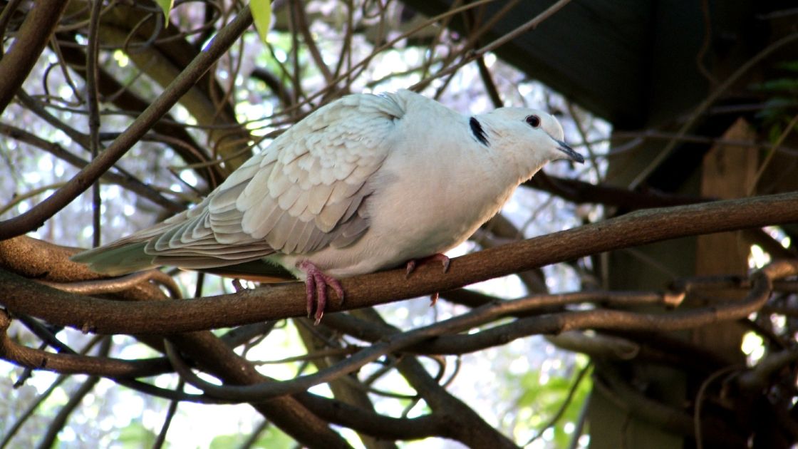 Barbary dove
