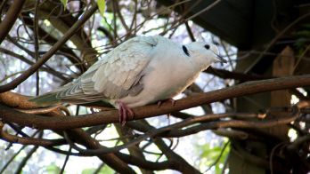 Bird flu surveillance to keep ahead of the spread