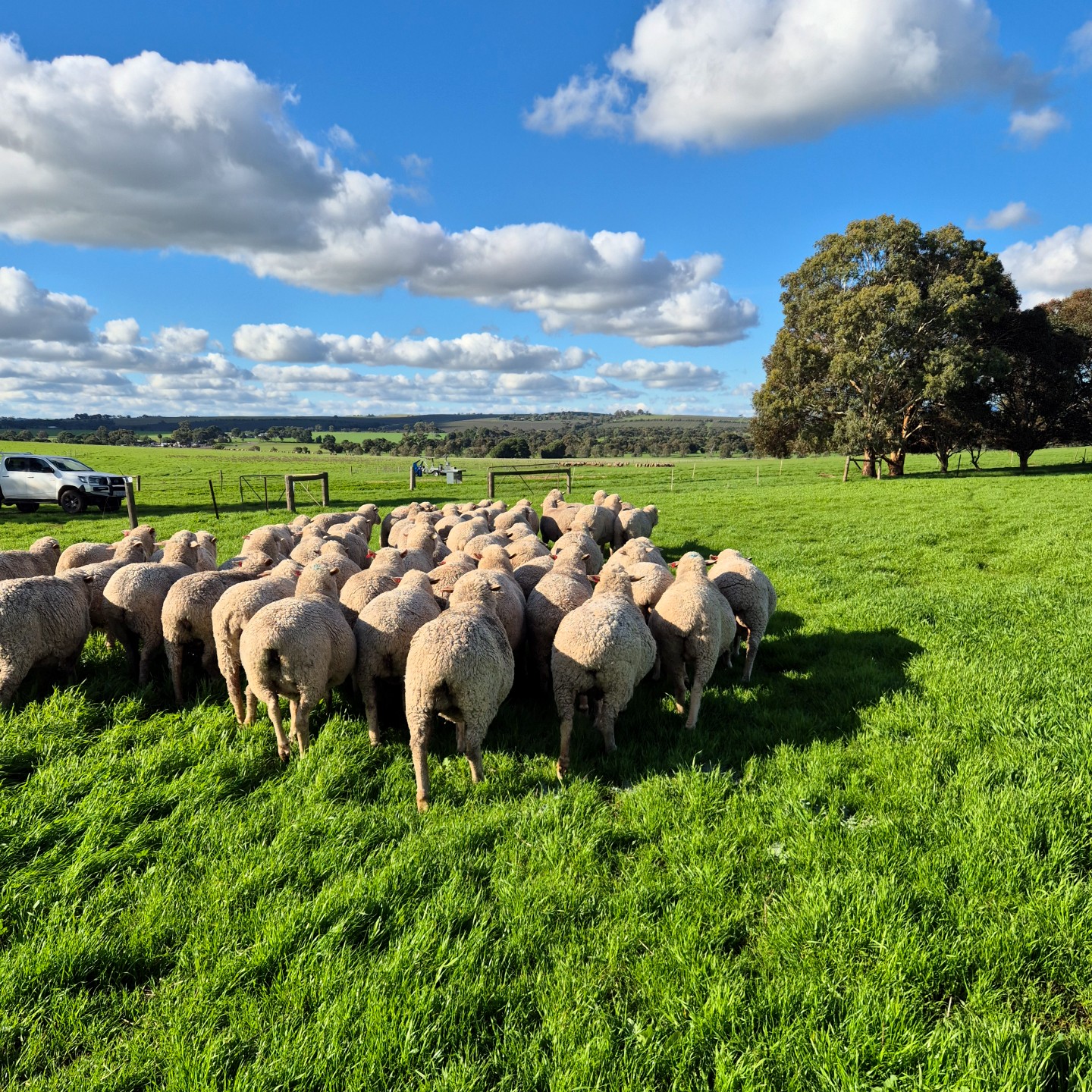 Sheep in flock