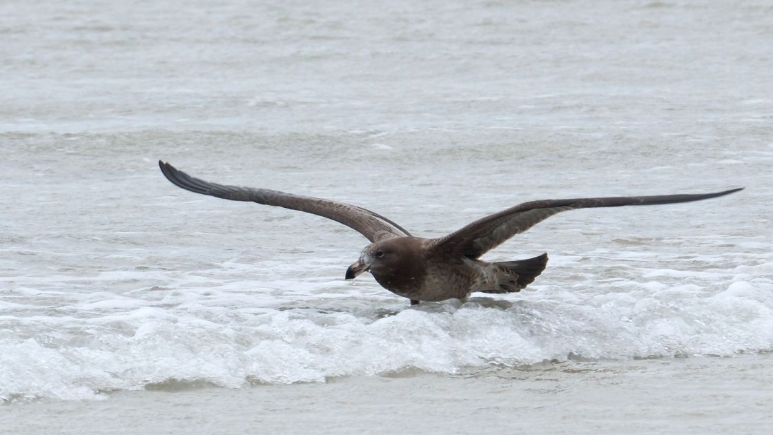 giant petrel