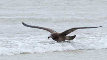 Largest aerial survey of coastline in decades as SA records second bird flu case