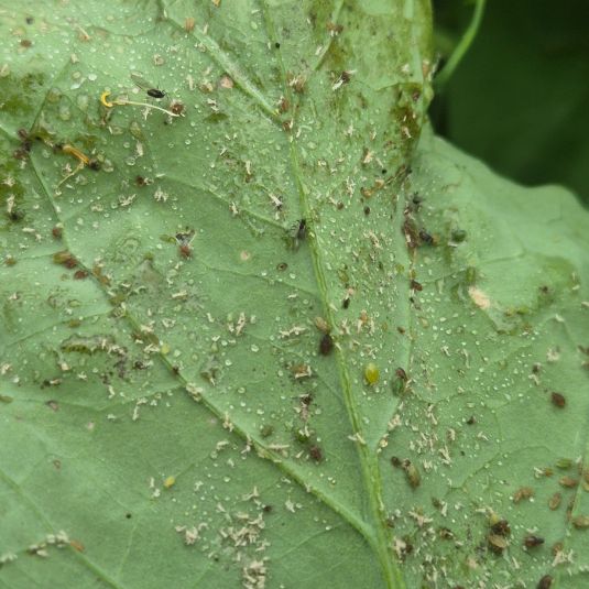 White, dry exuviae around green peach aphid colonies on canola 