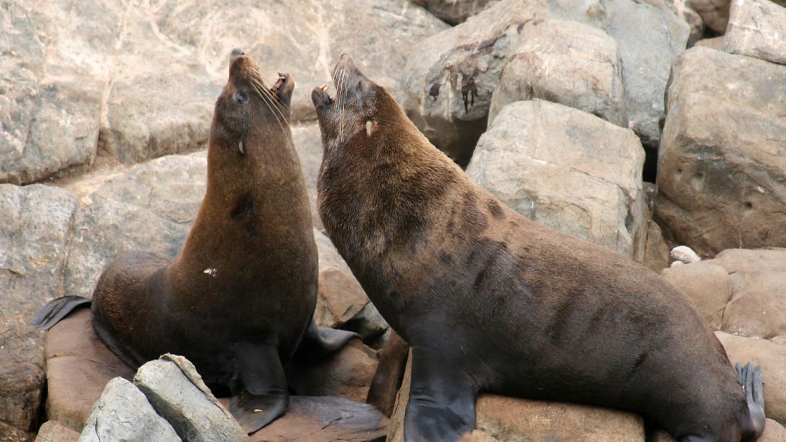 2 long-nosed fur seals on rocks, facing each other with their mouths open.