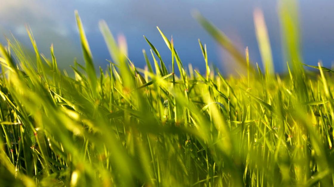 green field grain