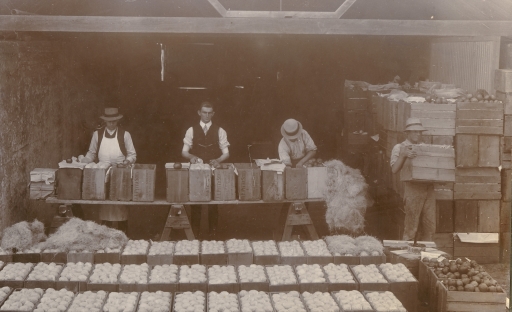 Early hand wrapping and packing apples in bushel wood boxes.