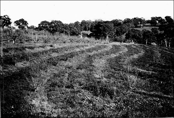 Contour platings of orchards, Blackwood 1950