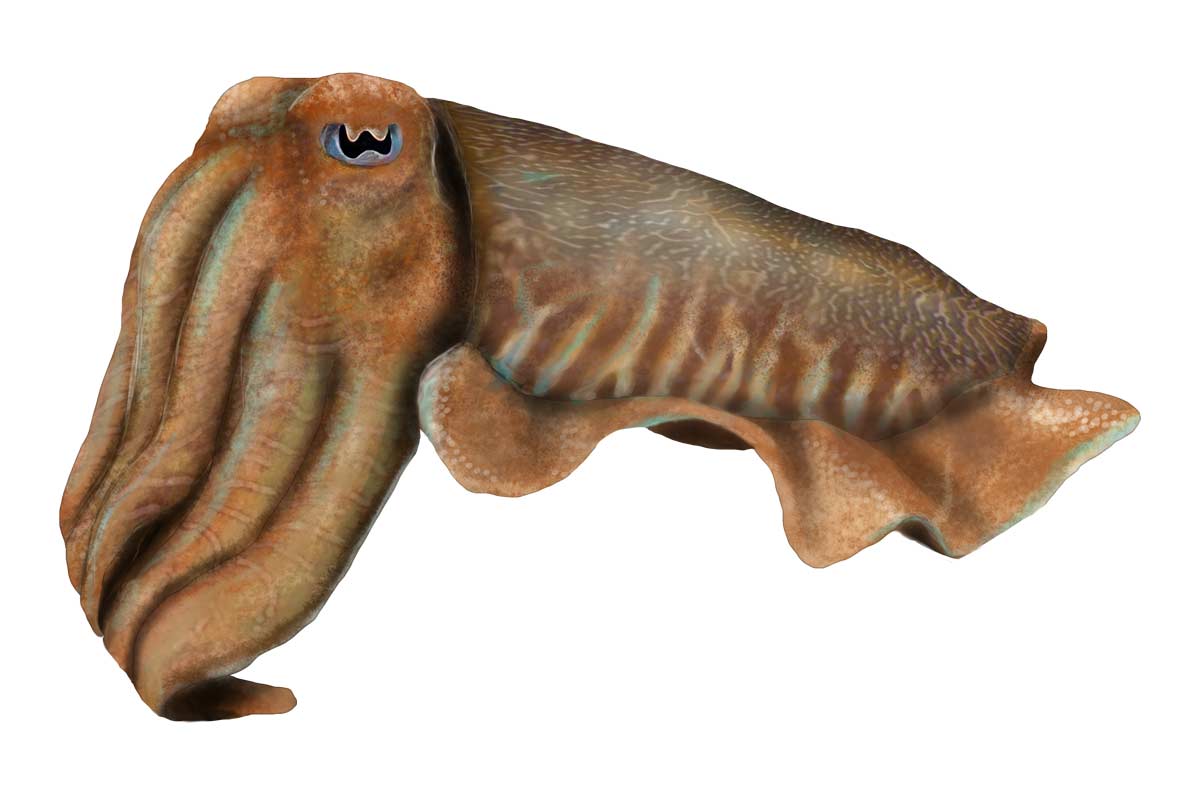 Cuttlefish