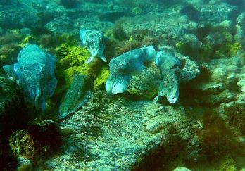 Innovative investment aims to protect giant cuttlefish