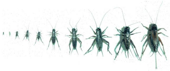 Black field cricket nymphs (left,) adult male (right) and adult female (far right) 