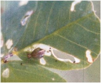 Lucerne flea on medic leaf