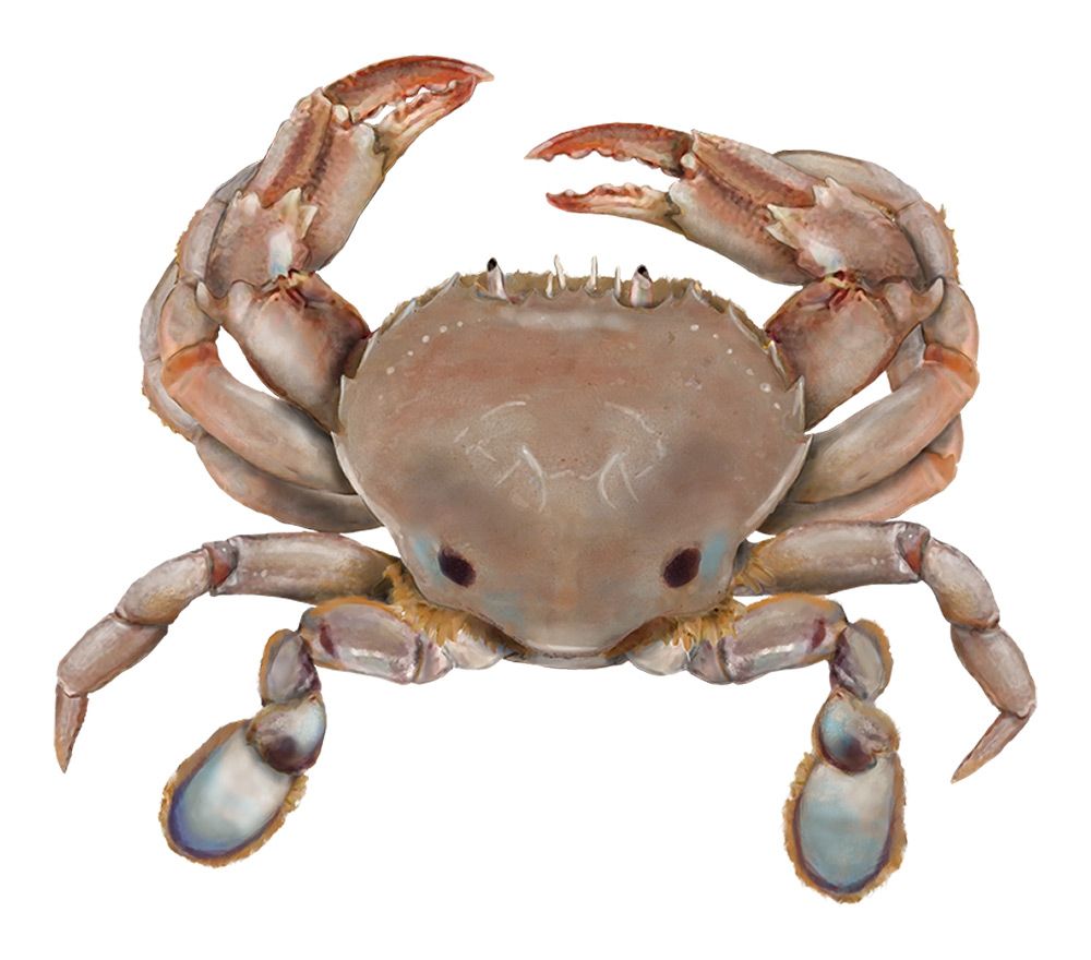 Sand Crab - PIRSA