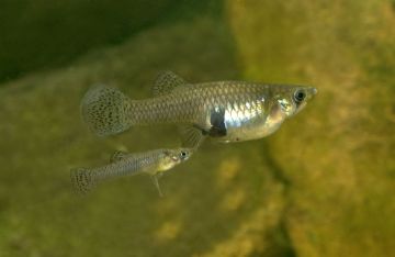 Mosquito fish (<i>Gambusia holbrooki</i>) and (<i>Gambusia affinis</i>)
