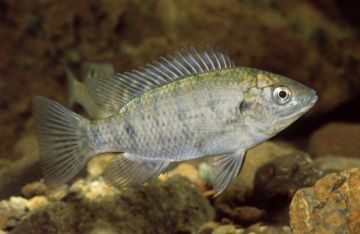 Cichlid species - Tilapia female (<i>Oreochromis mossambicus</i>)