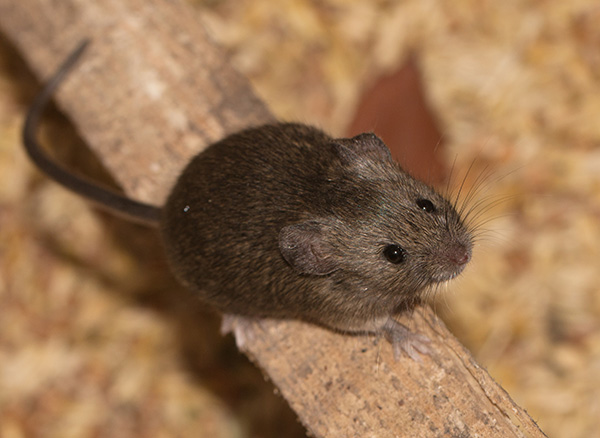 brown mouse