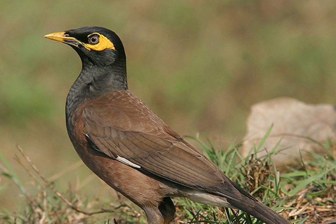 common myna