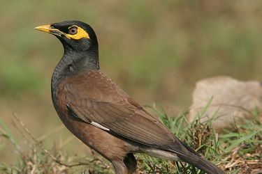 <strong>Common myna</strong><br>Approximately 25 cm in length it has a brown body with a dark brown-black head. It has a yellow beak and bare yellow skin beneath and behind the eyes and long yellow legs. The common myna has white patches on its wings, visible when in flight.