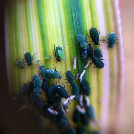 Many corn aphids using a barley tiller with clear RWA symptoms, only one green RWA visible (Photo: N. Zweck)