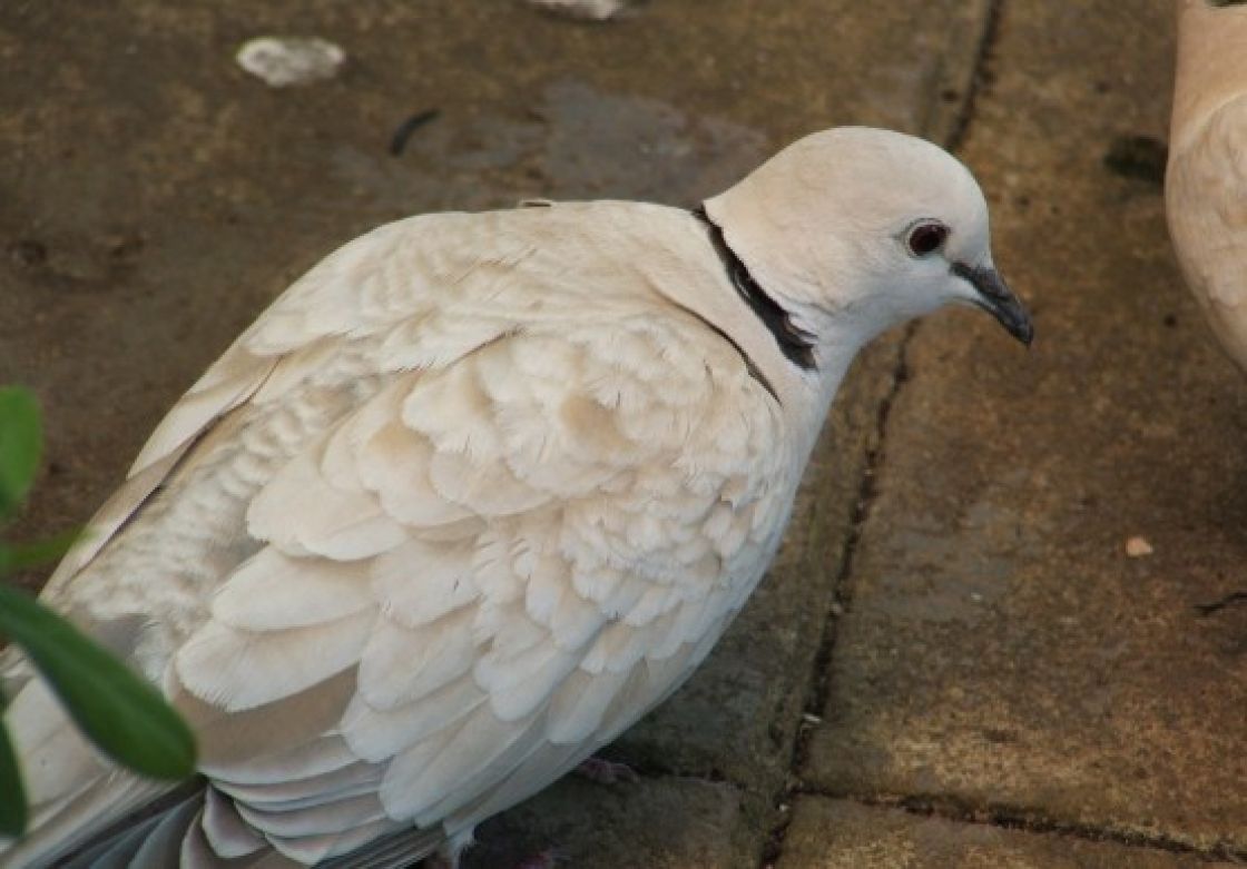barbery dove